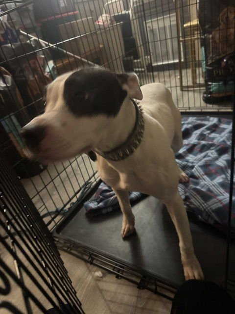 TINKLEBELL - Terrier available for adoption