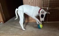 Tink - Photo 11