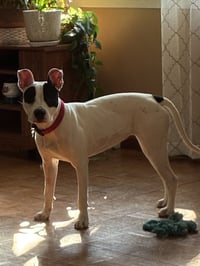 Tink - Photo 10