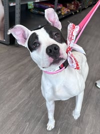 Tink - Photo 8