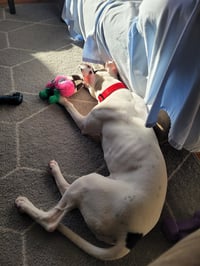 Tink - Photo 14