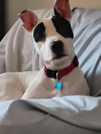 Tink - Photo 12