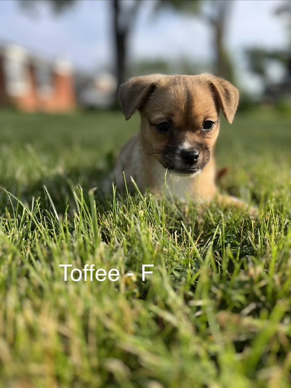 Toffee Image
