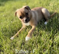 Toffee - Photo 2