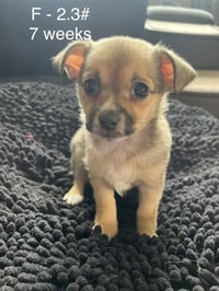 Toffee - Photo 3