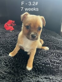 Toffee - Photo 5