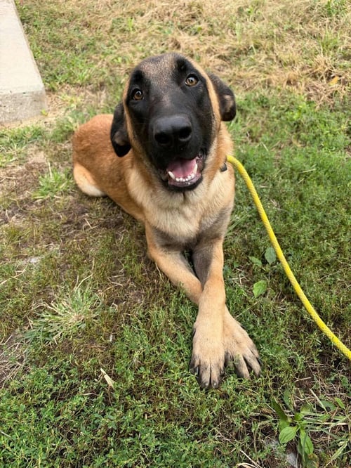 RUPERT - Shepherd available for adoption