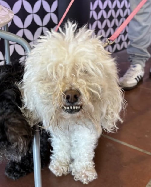 BUTTER CA - BONDED WITH COCO CA! - Poodle (Toy) / Maltese available for adoption