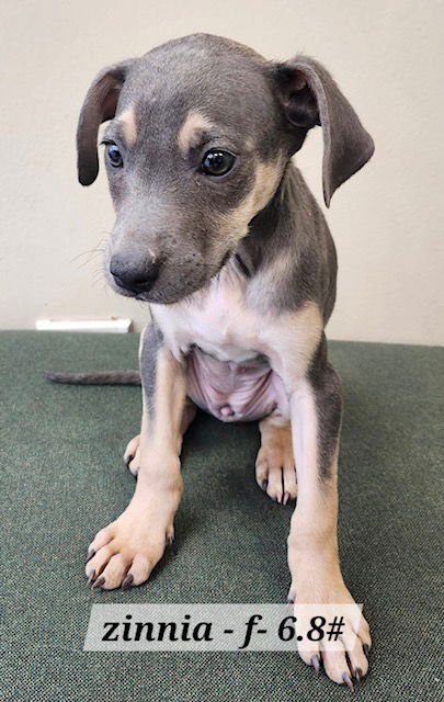 ZINNIA - Labrador Retriever for adoption in Aurora