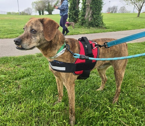 LUKE - Mountain Cur available for adoption