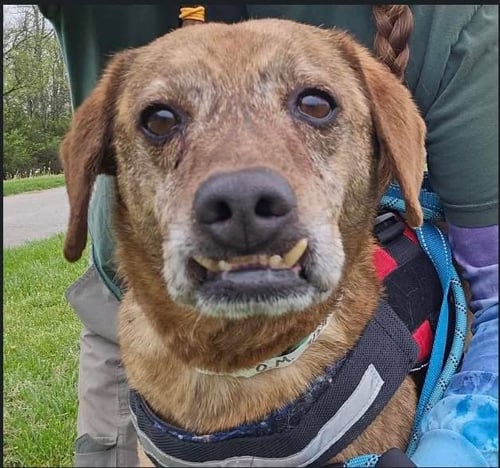 LUKE - Mountain Cur available for adoption