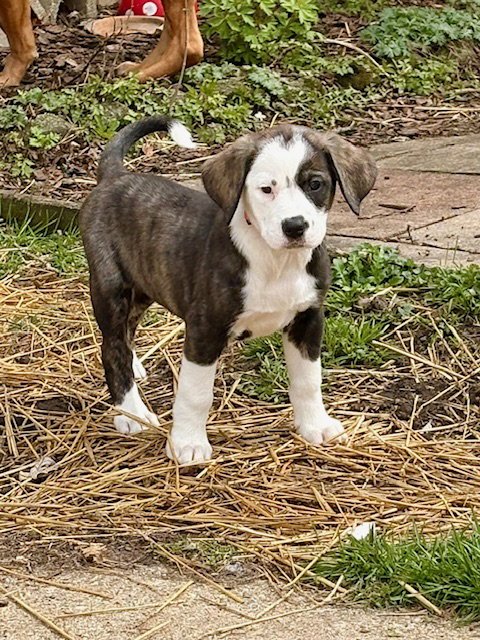 CORONET - Plott Hound / Australian Shepherd available for adoption