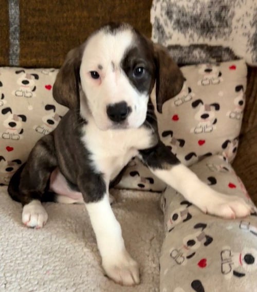 CORONET - Plott Hound / Australian Shepherd available for adoption