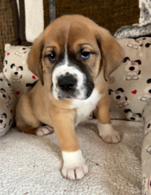 FLEETWOOD - Plott Hound / Australian Shepherd available for adoption