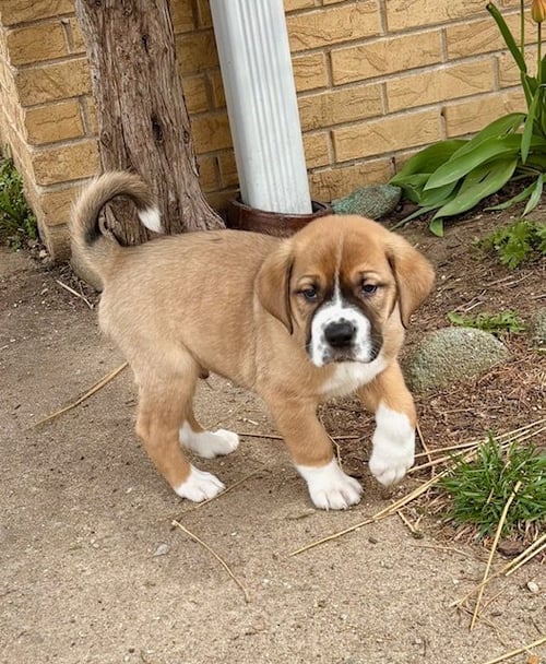 FLEETWOOD - Plott Hound / Australian Shepherd available for adoption