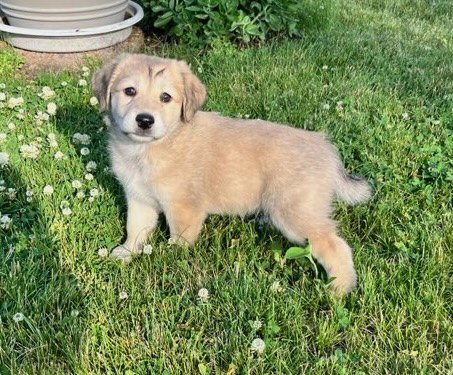 COFFEE BEAN - Labrador Retriever available for adoption