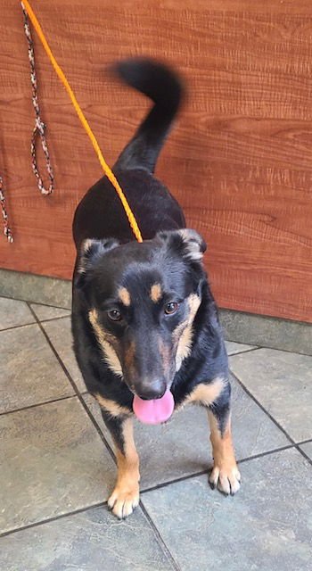 MIDAS - Unknown available for adoption