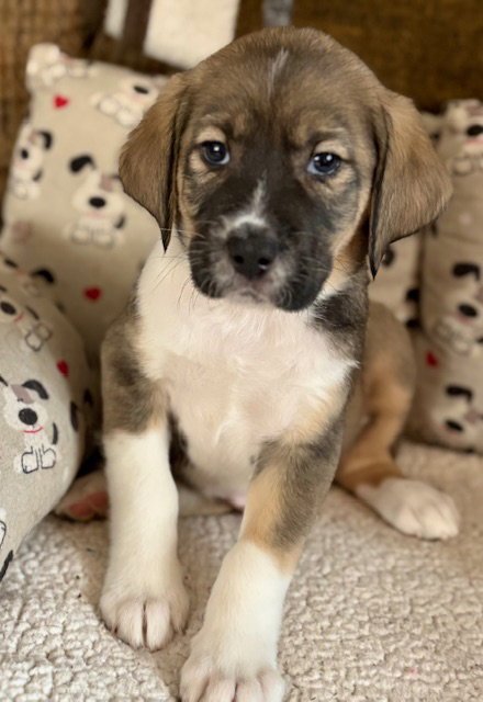 BENTLEY - Plott Hound / Australian Shepherd available for adoption
