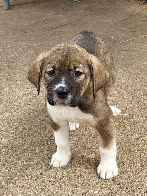 BENTLEY - Plott Hound / Australian Shepherd available for adoption
