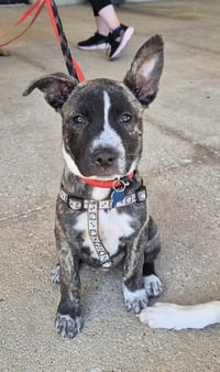 Jessie - Photo 1