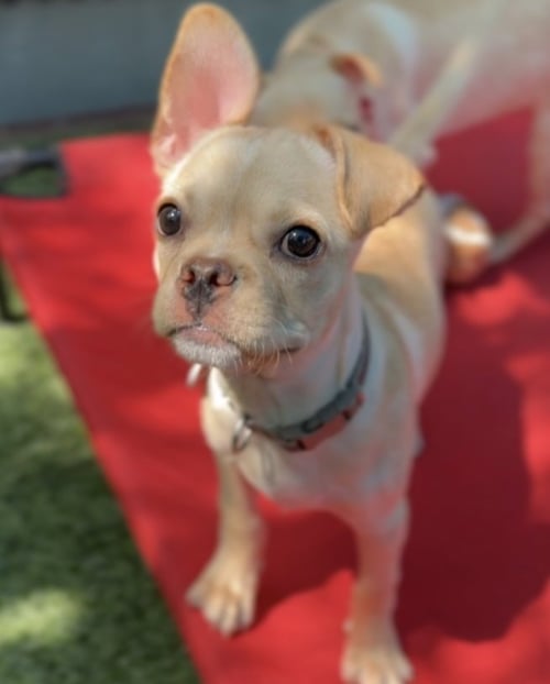 PUDGE CA - JUST ARRIVED! - French Bulldog / Chihuahua available for adoption