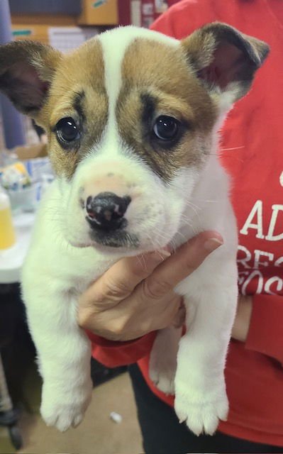 ALI - Boxer available for adoption