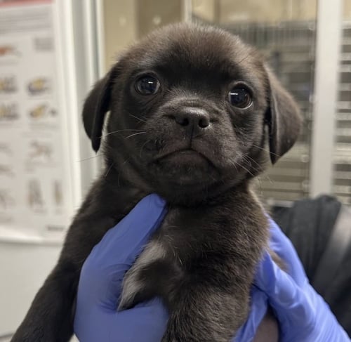 PAPI CA - Pug / Chihuahua available for adoption