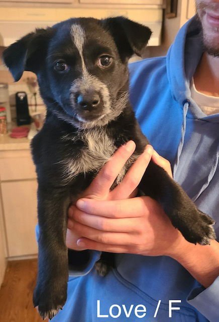 LOVE - Golden Retriever / Labrador Retriever available for adoption