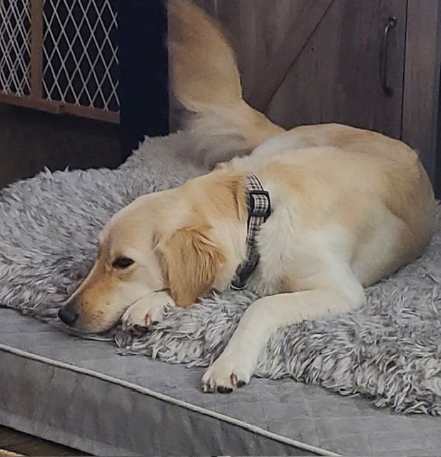 LOVE - Golden Retriever / Labrador Retriever available for adoption