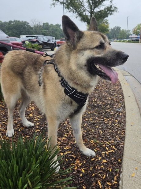 BEAR CLAW - Shepherd / Collie available for adoption