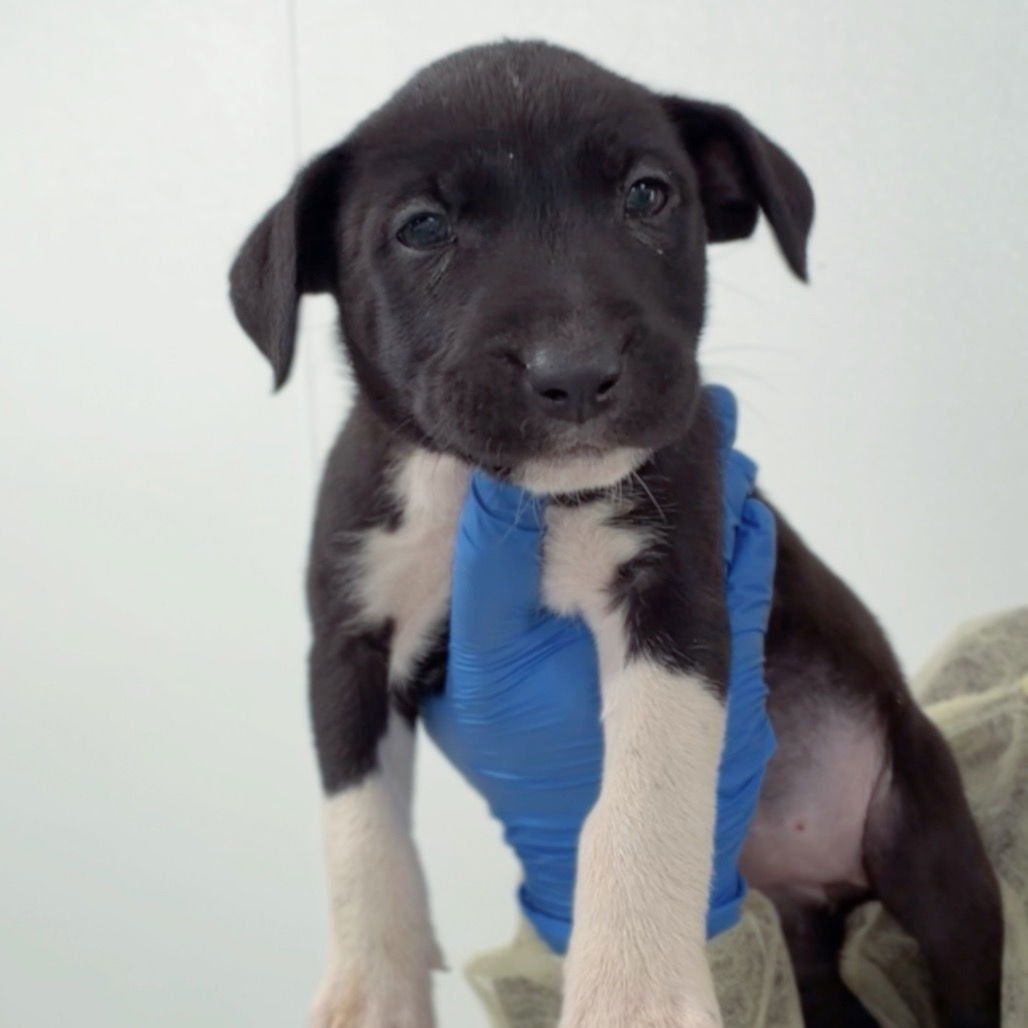 MAX CA - Terrier available for adoption