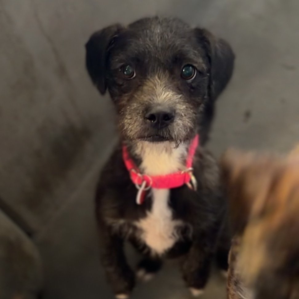 REO CA - Border Terrier available for adoption