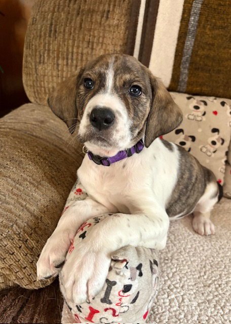 DENALI - Plott Hound / Australian Shepherd available for adoption