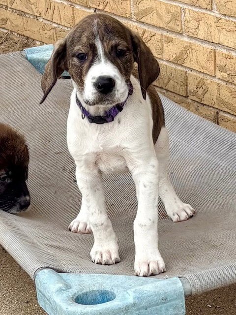 DENALI - Plott Hound / Australian Shepherd available for adoption