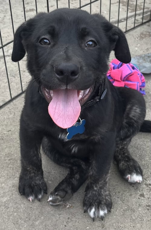 PORTERHOUSE - Labrador Retriever for adoption in Aurora