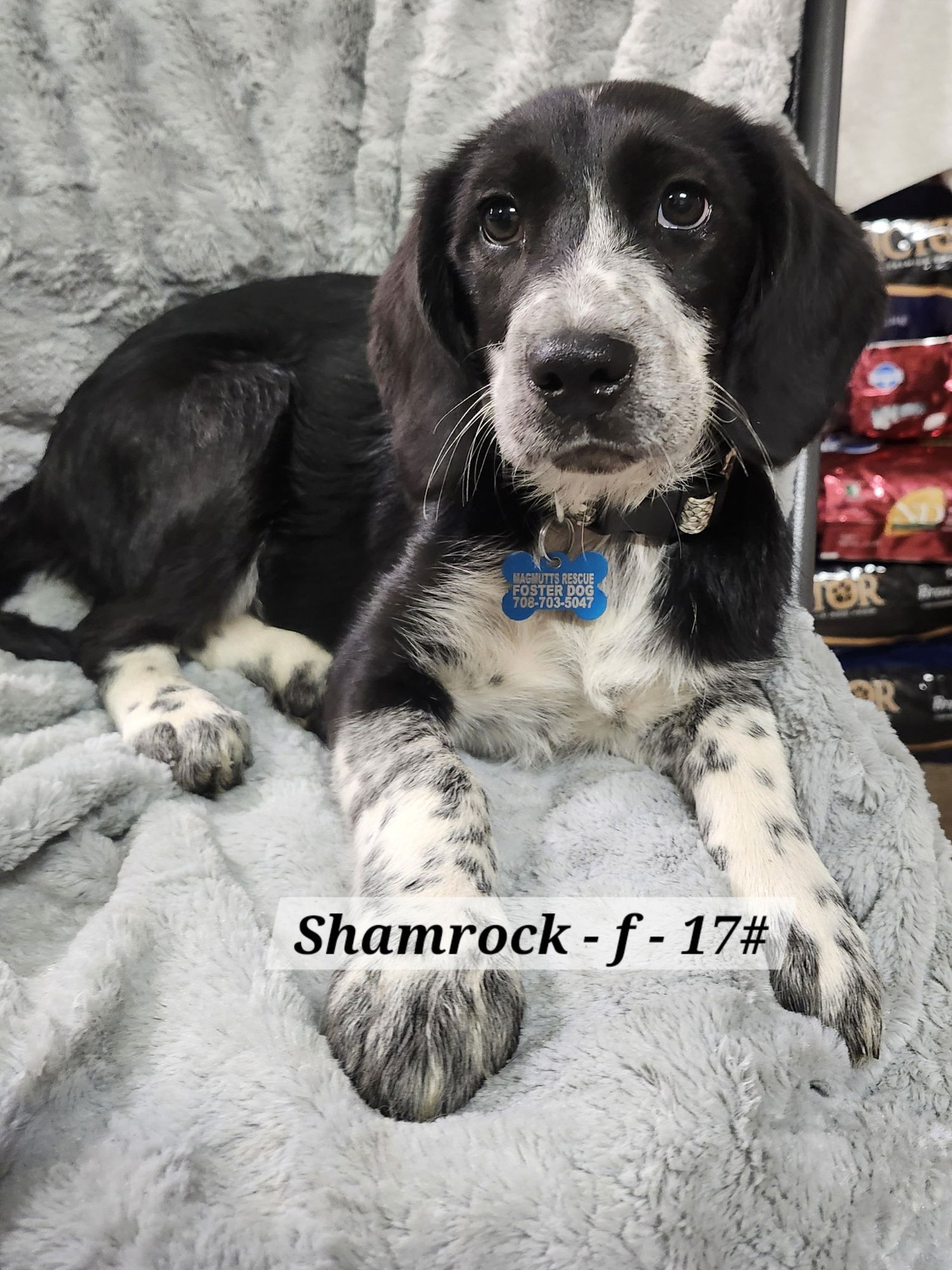 SHAMROCK - Beagle / German Shorthaired Pointer available for adoption