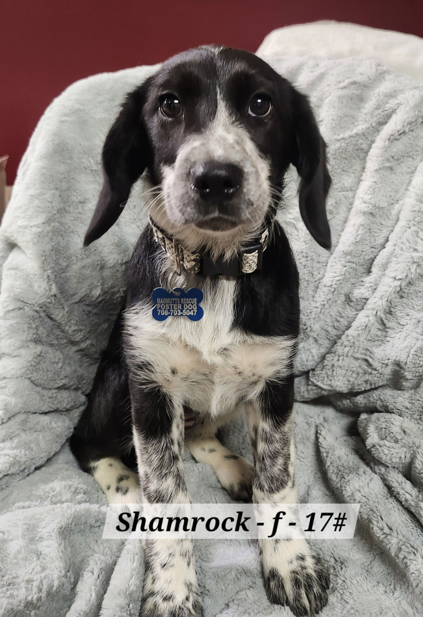SHAMROCK - Beagle / German Shorthaired Pointer available for adoption