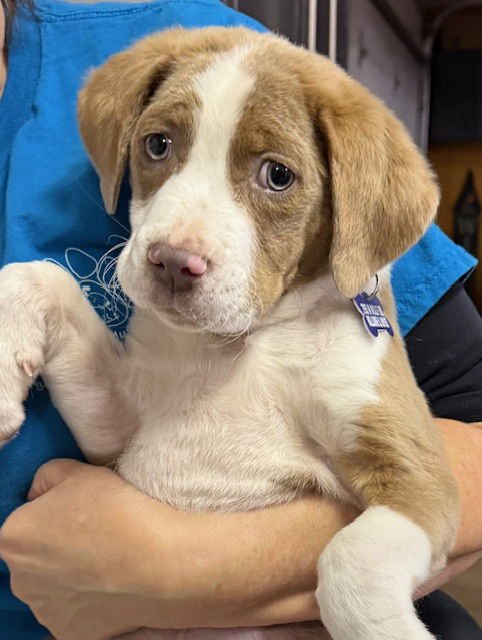 DONUT - Labrador Retriever available for adoption