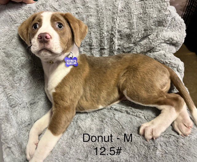 DONUT - Labrador Retriever available for adoption