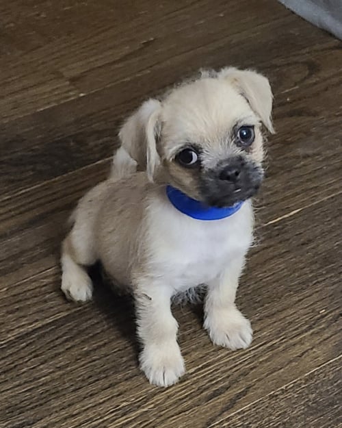 MARLEY CA - Pug / Chihuahua available for adoption