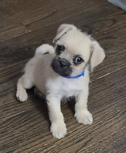 MARLEY CA - Pug / Chihuahua available for adoption