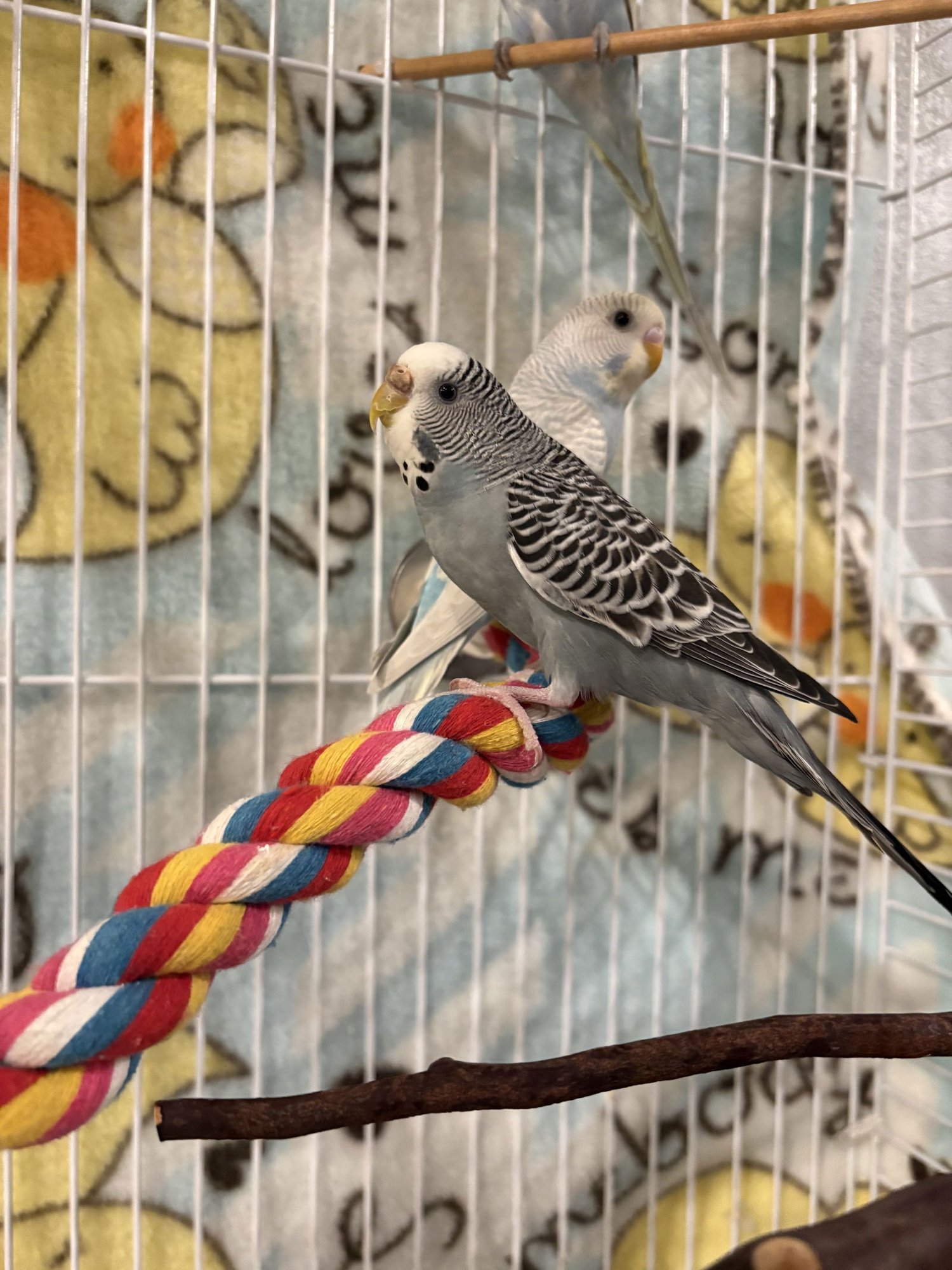 PARAKEETS - FEMALE 3 - Parakeet - Other available for adoption
