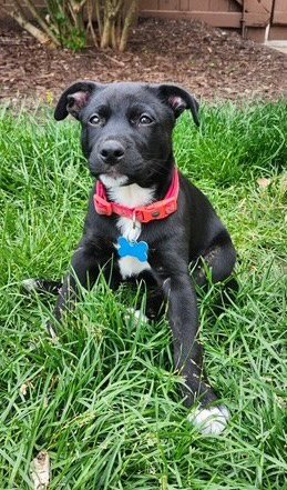FILET - Labrador Retriever for adoption in Aurora