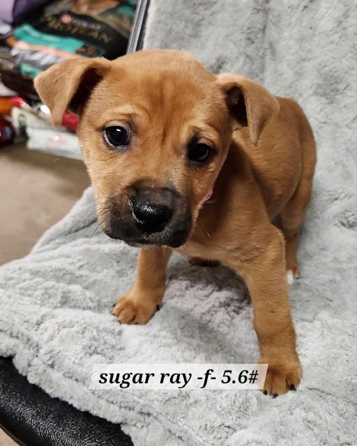 SUGAR RAY - Boxer available for adoption