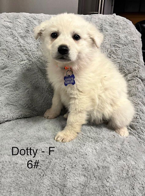 DOTTY - Shepherd / Great Pyrenees available for adoption