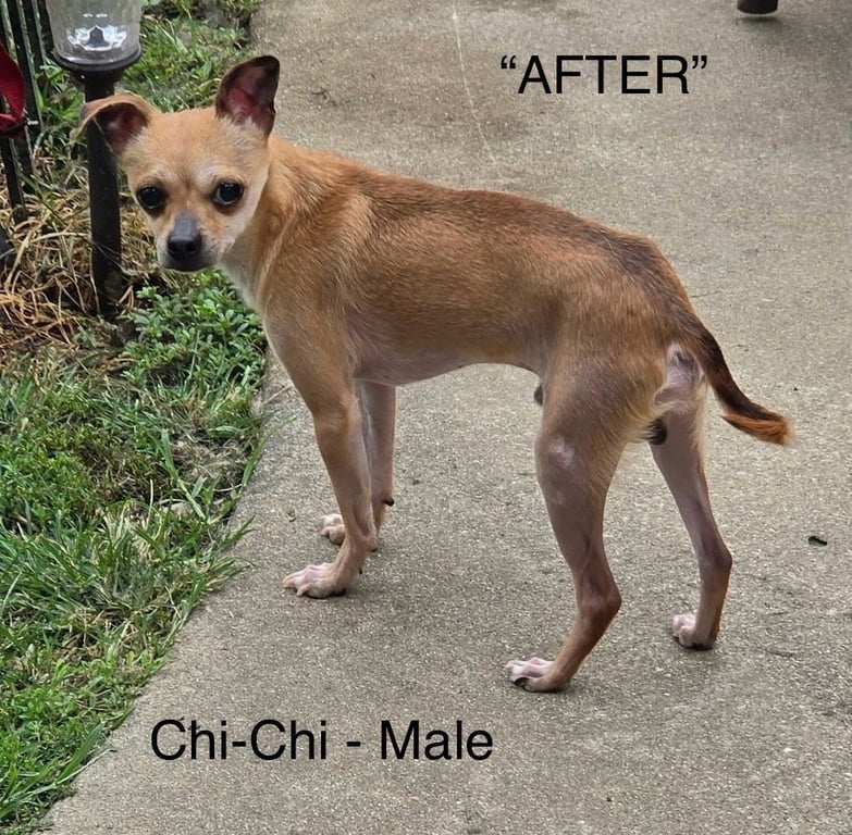 Chi-Chi Image