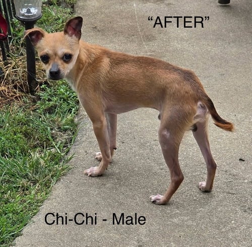 CHI-CHI - Chihuahua available for adoption