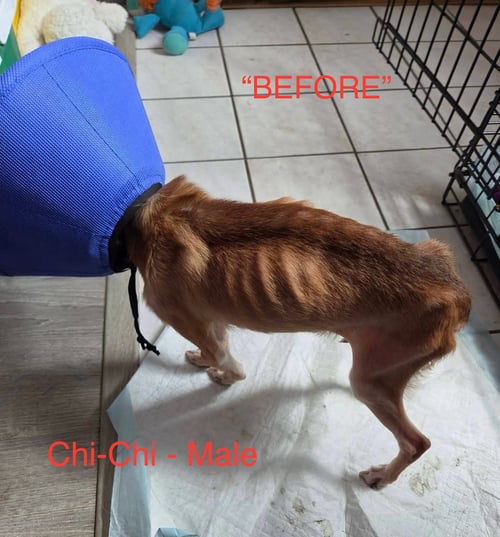CHI-CHI - Chihuahua available for adoption