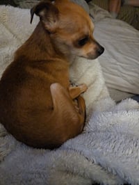 Chi-Chi - Photo 3