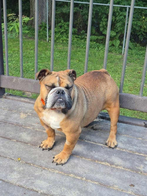 MAGENA - English Bulldog available for adoption